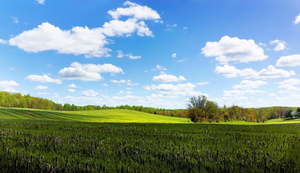 a view of my field during late spring. Wheat growing among harvested corn stalks