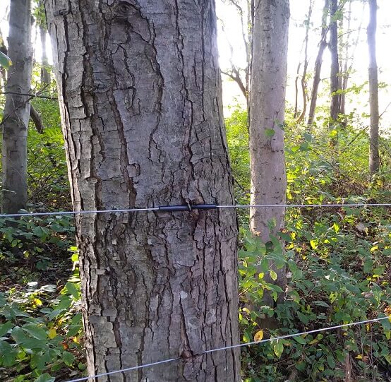 Tree growing over high tensile electric fence. The wire is starting to cut into the bark.